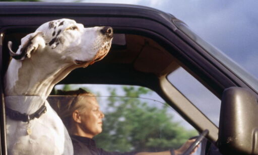 Slik sikrer du hunden i bilen
