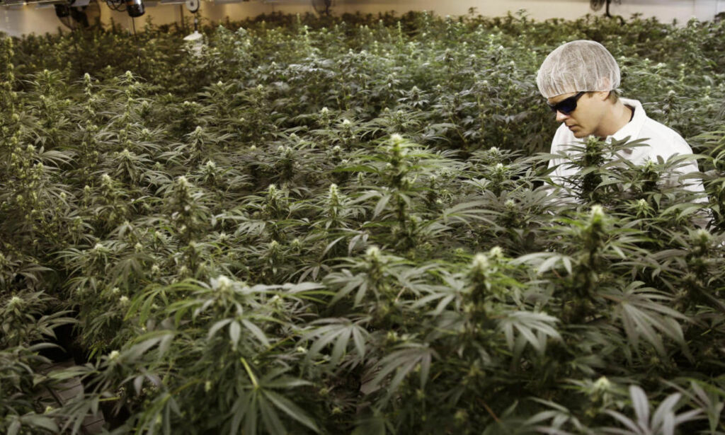 Norsk lege sammenlikner medisinsk cannabis med røntgenstråler og 7 Up. Men politikere på Stortinget er positive