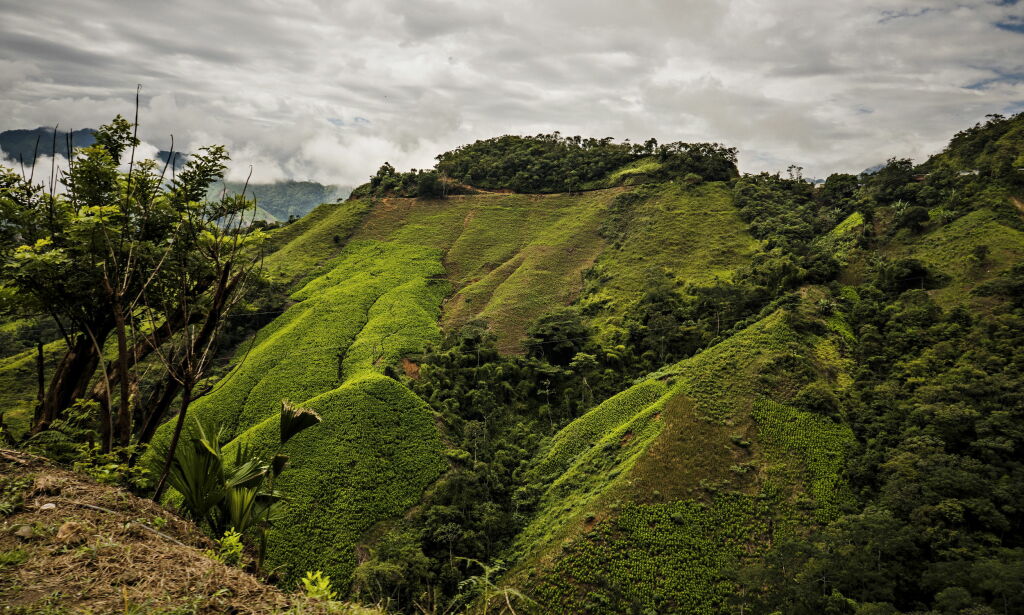 Kokainproduksjonen vokser i Colombia