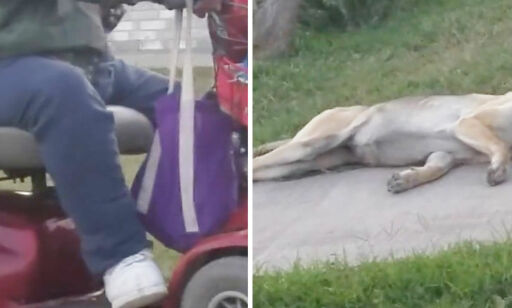 Fikk naboen arrestert etter denne videoen: - Folk som ham, burde ikke hatt dyr