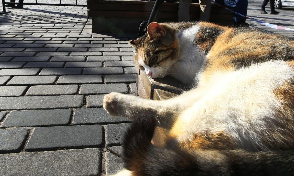 Katter er trolig verdens kuleste dyr. Her er filmen som beviser det