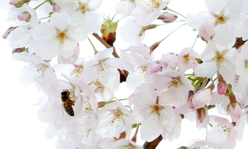 A bee searches for pollen among cherry blossoms on a sunny spring day in Brussels, Belgium April 6, 2018. REUTERS/Francois Lenoir