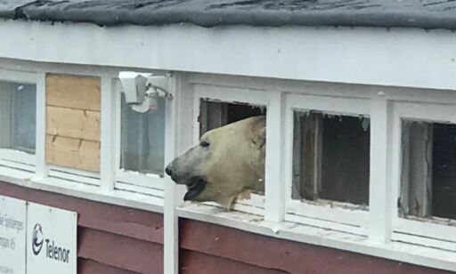 Isbjørn brøt seg inn på hotell på Svalbard