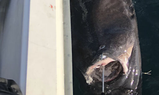 200 kilos monster slukte makrell på kroken