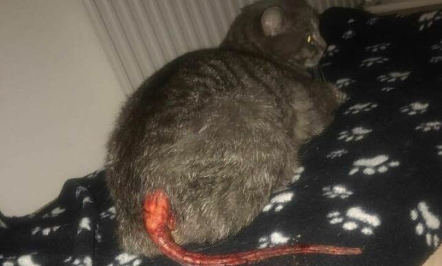 NB! Sterke bilder: Måtte avlives etter dyremishandling