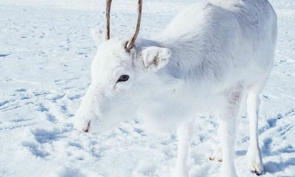 Mads' bilder av den sjeldne hvite reinsdyrkalven går verden rundt