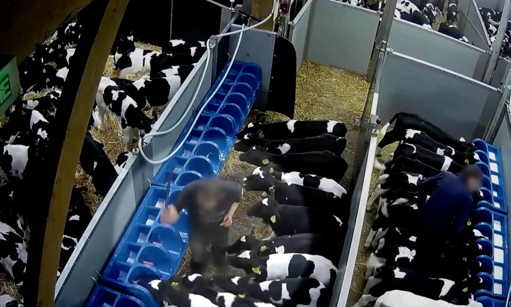 Sjokkerende avsløring: Kalvene blir slått, sparket og hoppet på